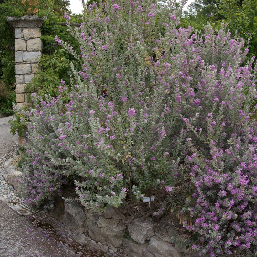 Leucophyllum frutescens - Sauge du désert (Plant habit)