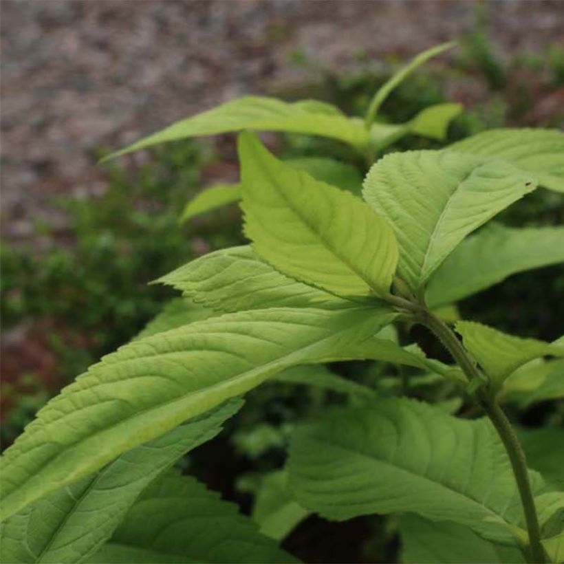 Leucosceptrum japonicum Golden Angel - Menthe arbustive japonaise (Foliage)