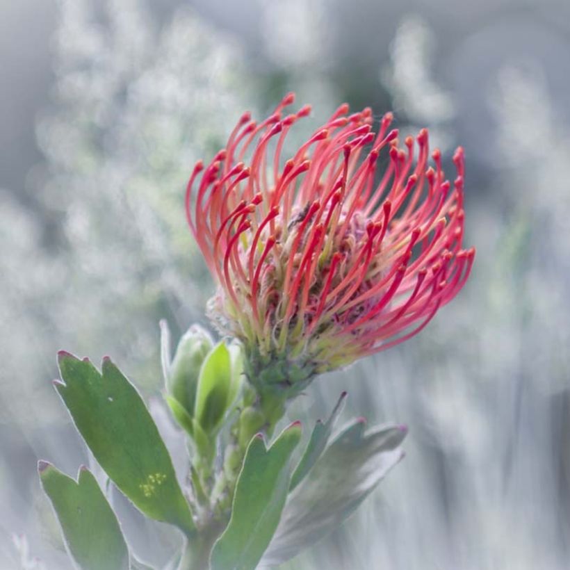 Leucospermum Ayoba Red - Pelote d'épingles Rouge (Flowering)