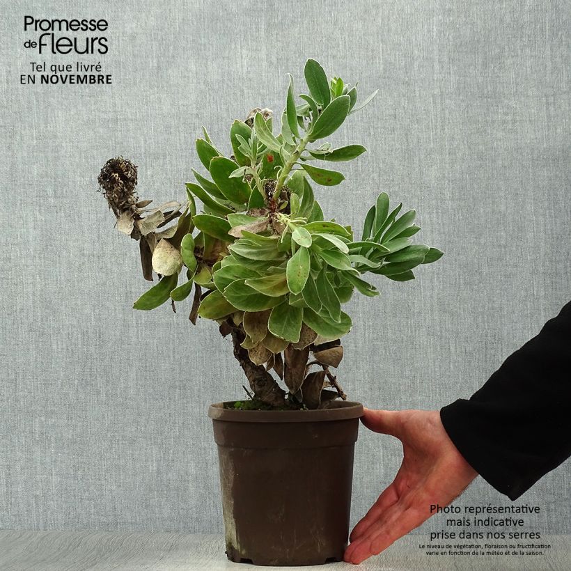 Example of Leucospermum Copper Carnival - Pelote d'épingles Pot de 2L/3L as you get in automne