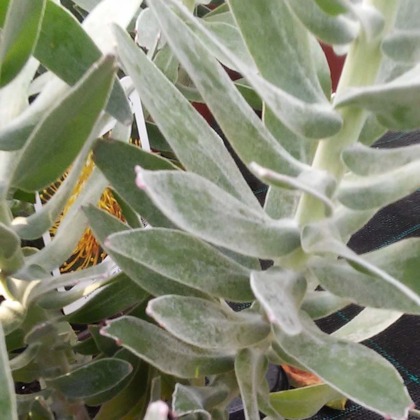 Leucospermum Yellow Carnival - Pelote d'épingles Jaune (Foliage)
