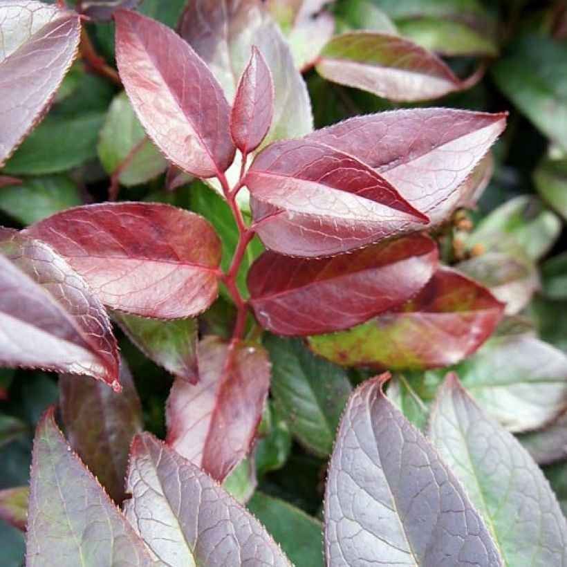 Leucothoe fontanesiana Zebonard - Leucothoe walteri Zebonard (Foliage)