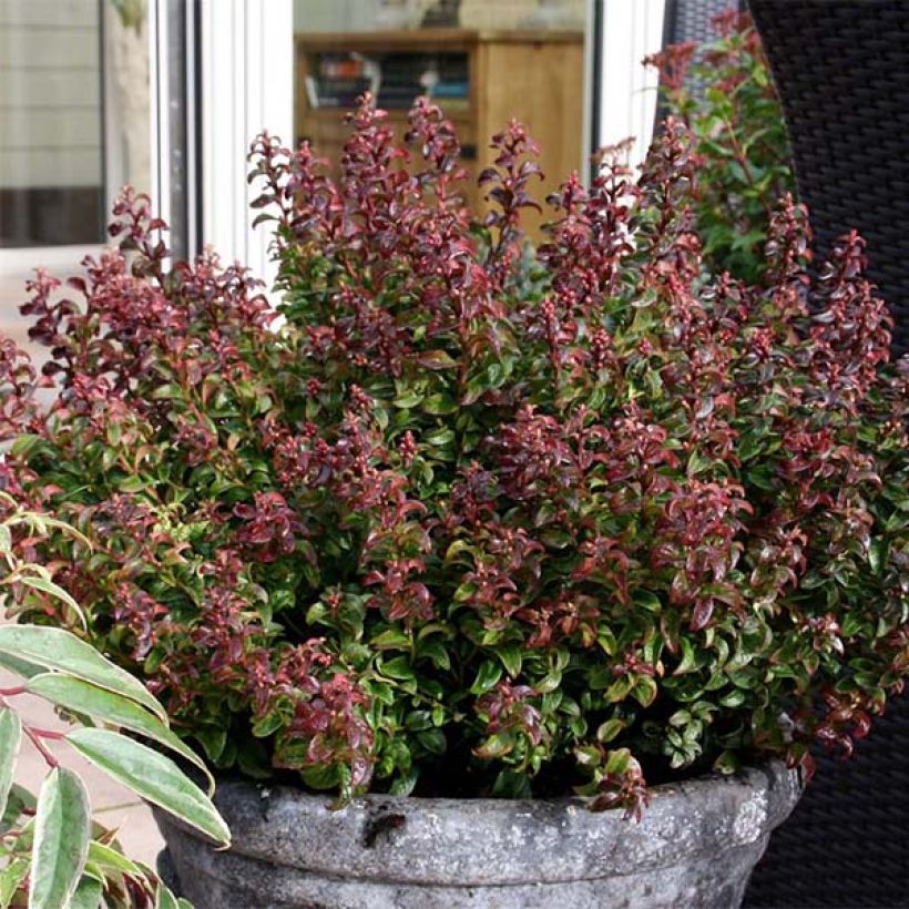 Leucothoe axillaris Twisting Red (Plant habit)
