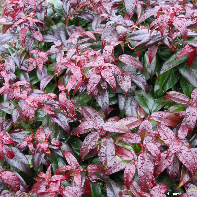 Leucothoe fontesiana Dark Diamond  (Foliage)
