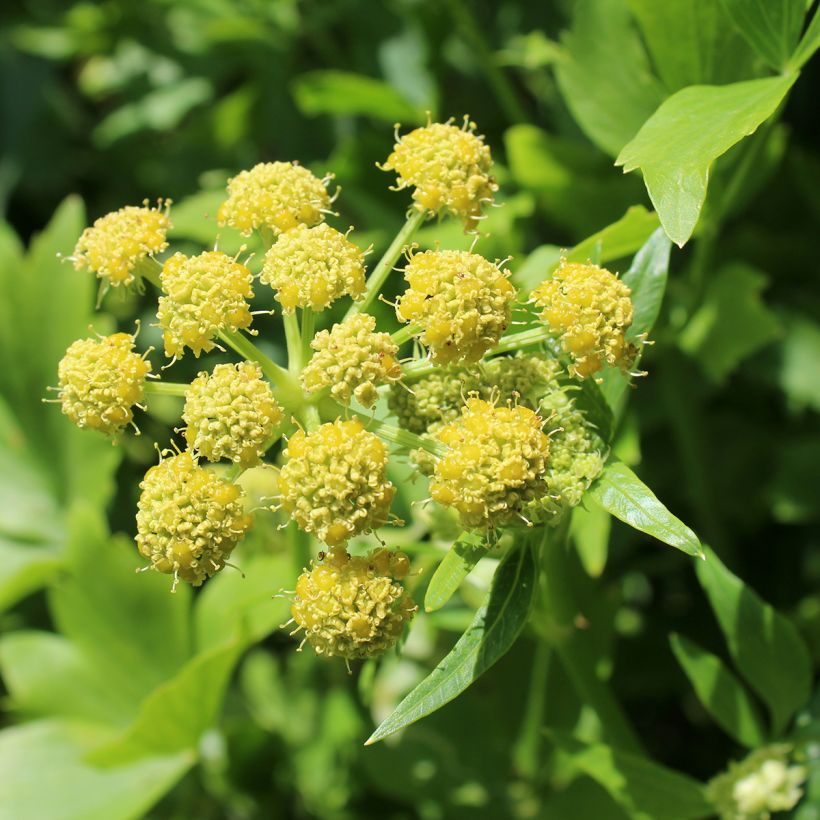 Ache des montagnes ou Livèche Graines (Flowering)