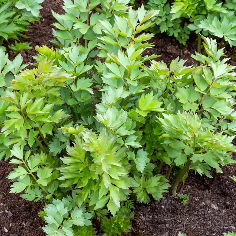 Ache des montagnes ou Livèche Graines (Plant habit)