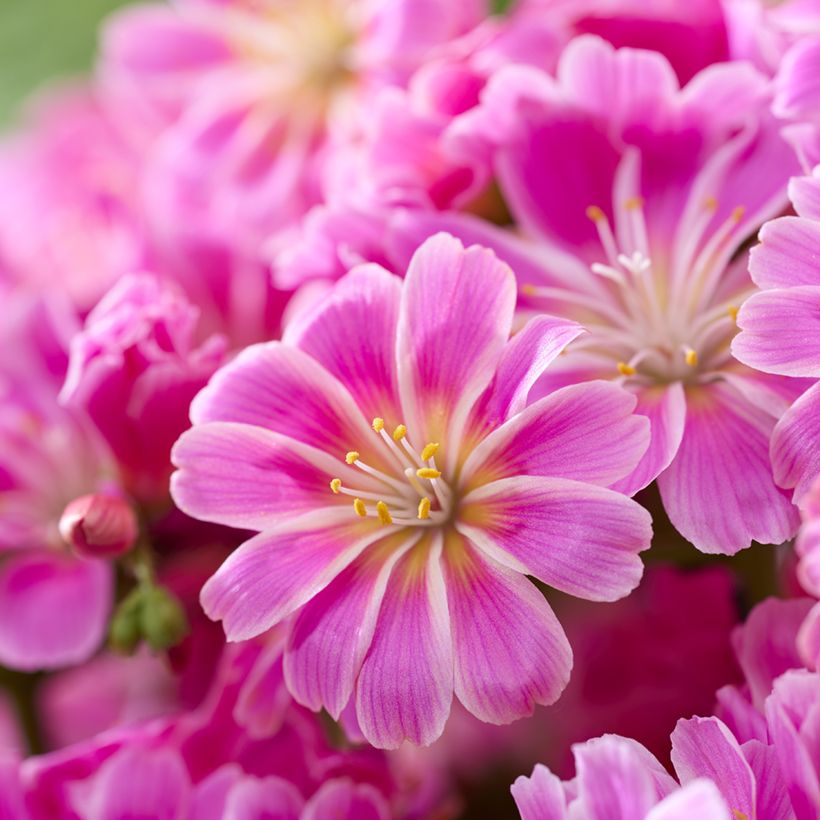 Lewisia Safira Tropic Pink (Flowering)