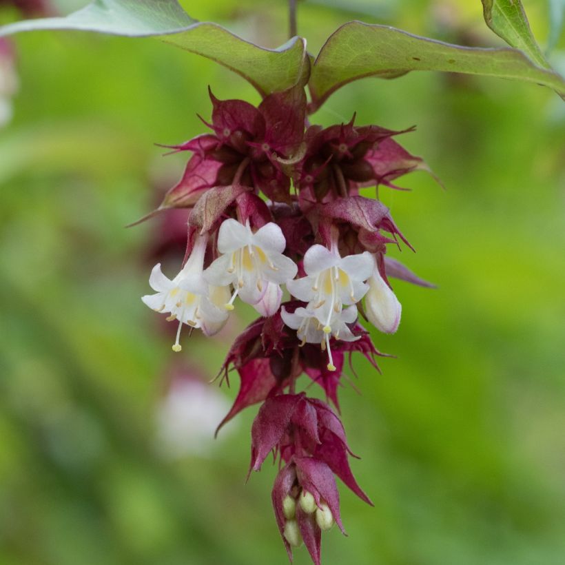 Graines d'Arbre-aux-faisans - Leycesteria formosa (Flowering)