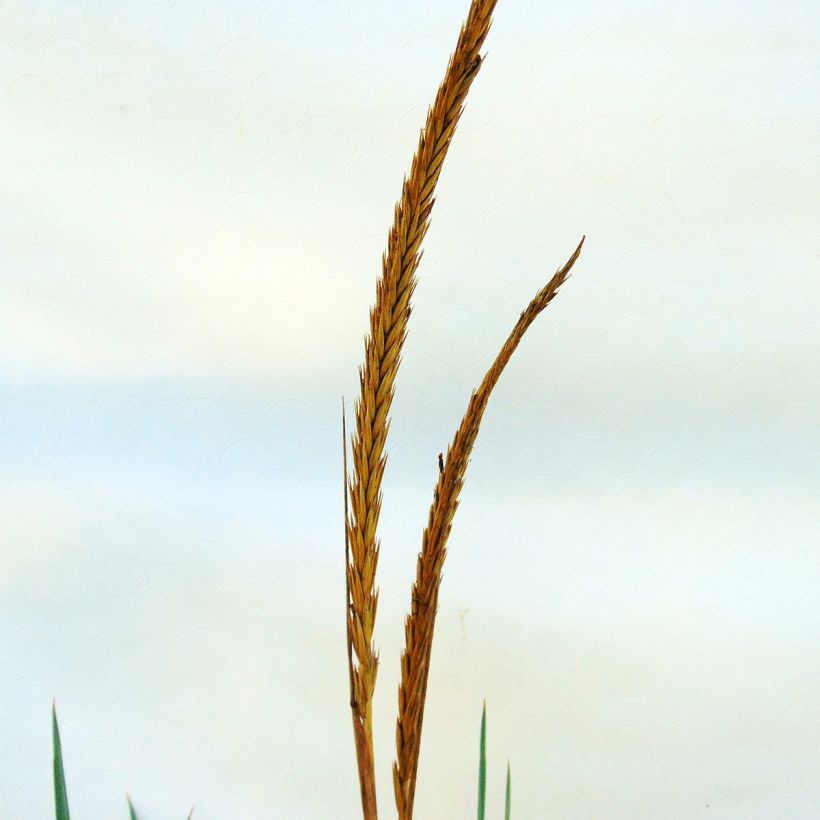 Leymus arenarius - Blé d'Azur (Flowering)