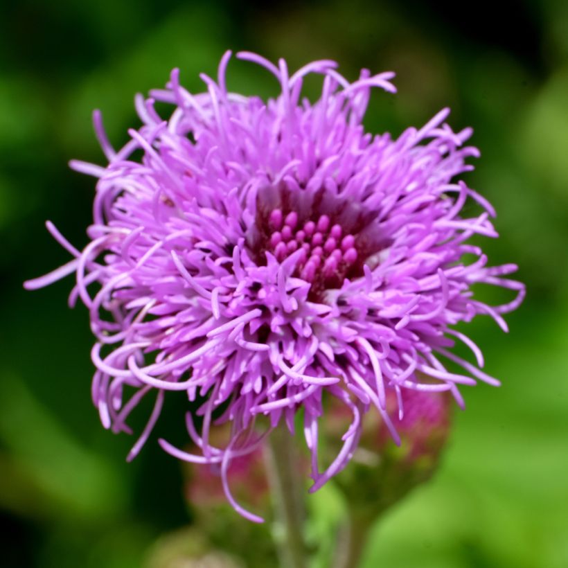 Liatris ligulistylis, Plume du Kansas (Flowering)