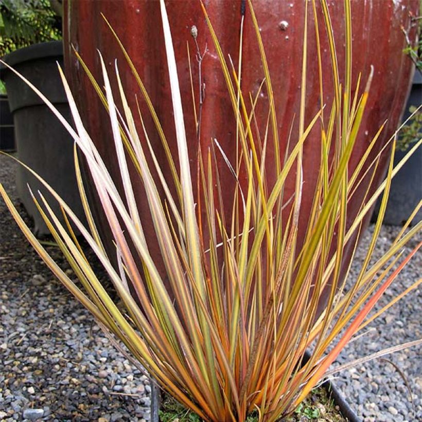 Libertia ixioides Taupo Blaze - Iris de Nouvelle-Zélande (Plant habit)