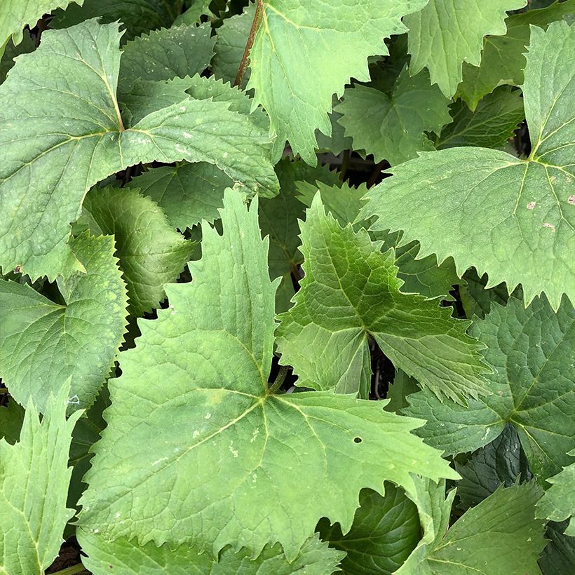 Ligulaire - Ligularia stenocephala The Rocket (Foliage)