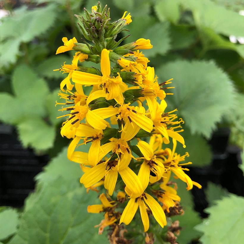 Ligulaire - Ligularia stenocephala The Rocket (Flowering)