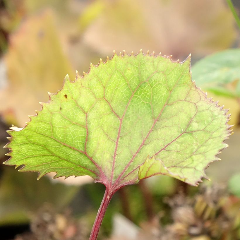 Ligulaire hessei Lanternchern - Ligularia x hessei Lanternchen (Foliage)