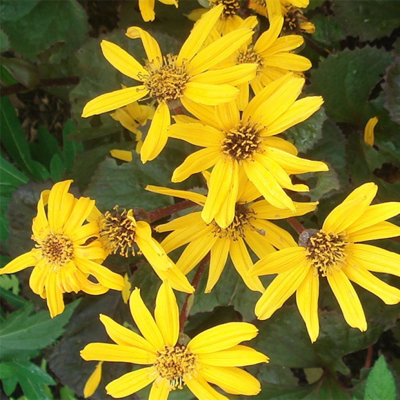 Ligulaire - Ligularia Gregynog Gold (Flowering)