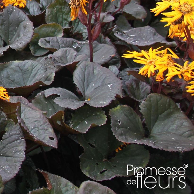 Ligularia dentata Dark Beauty - Ligulaire (Foliage)