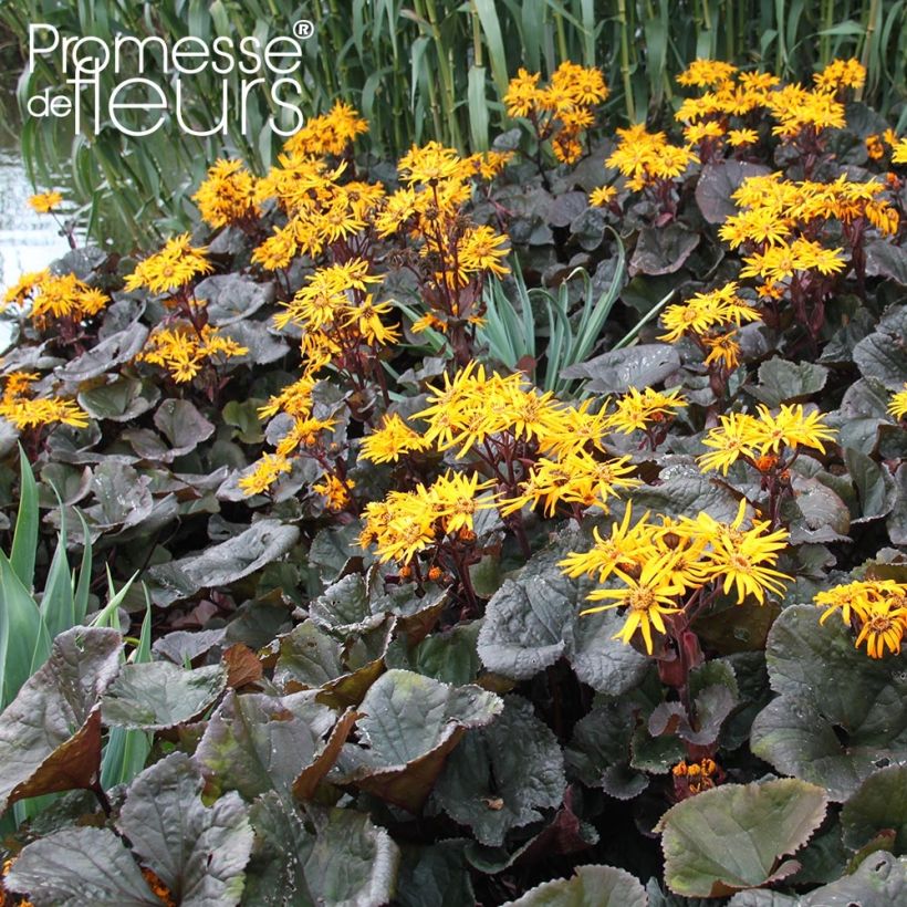 Ligularia dentata Dark Beauty - Ligulaire (Plant habit)