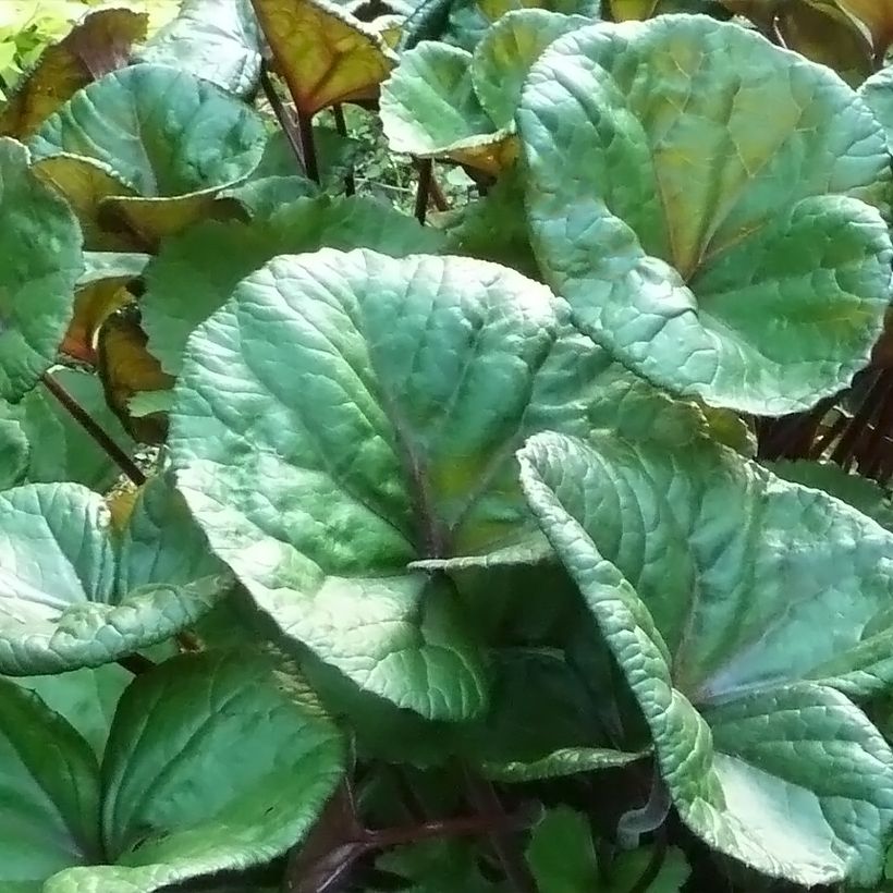 Ligularia dentata Othello - Ligulaire (Foliage)