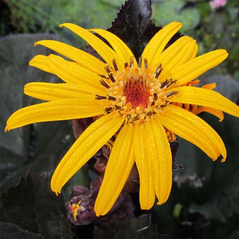 Ligularia dentata Pandora® - Ligulaire naine. (Flowering)