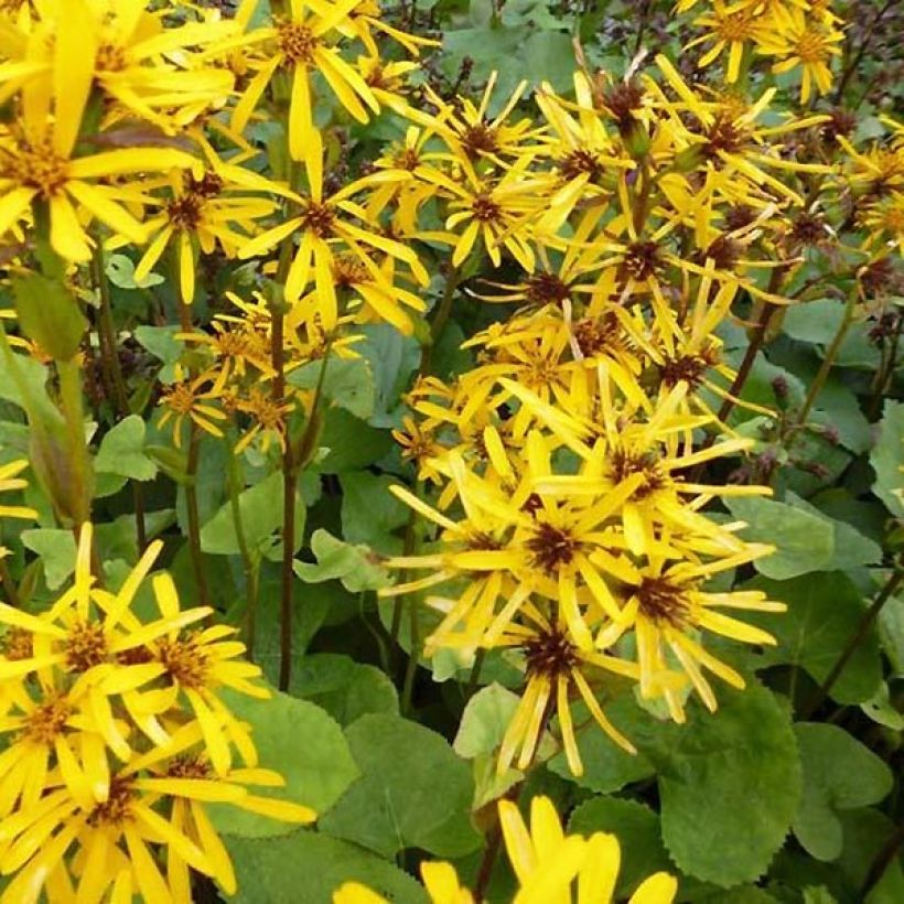 Ligulaire hessei - Ligularia hessei (Flowering)