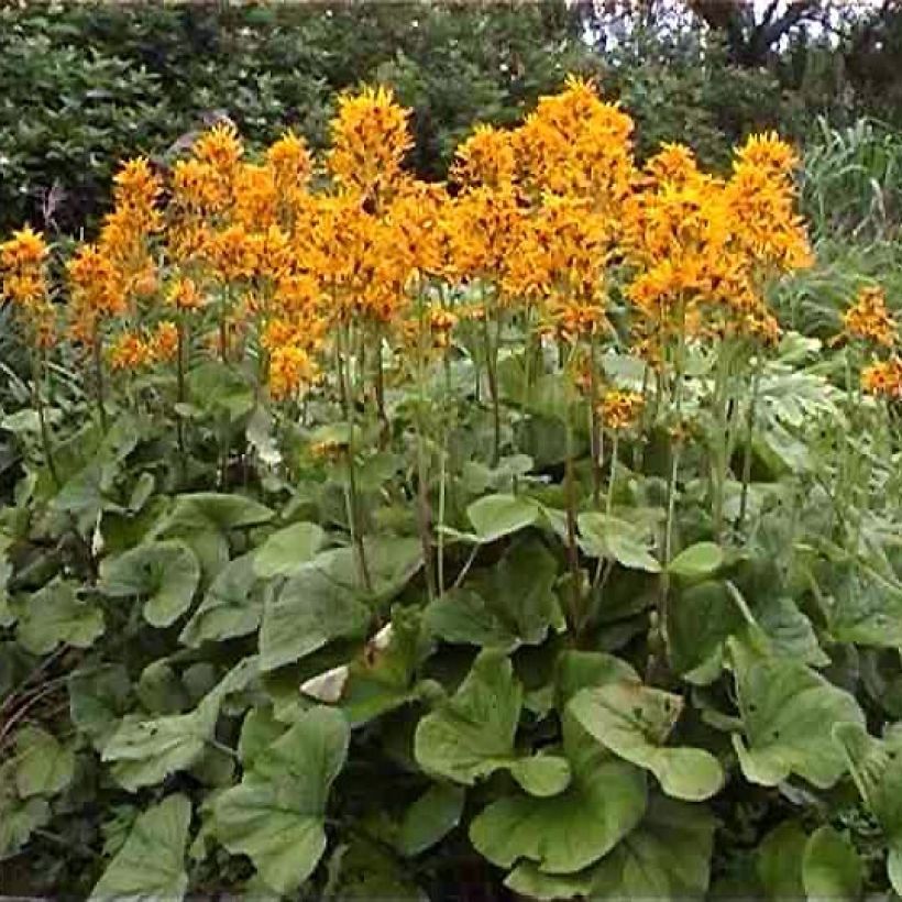 Ligulaire hessei - Ligularia hessei (Plant habit)