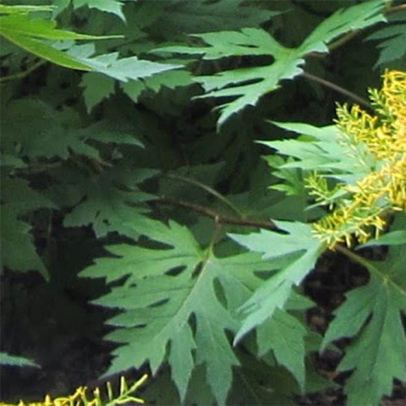 Ligulaire - Ligularia tangutica (Foliage)