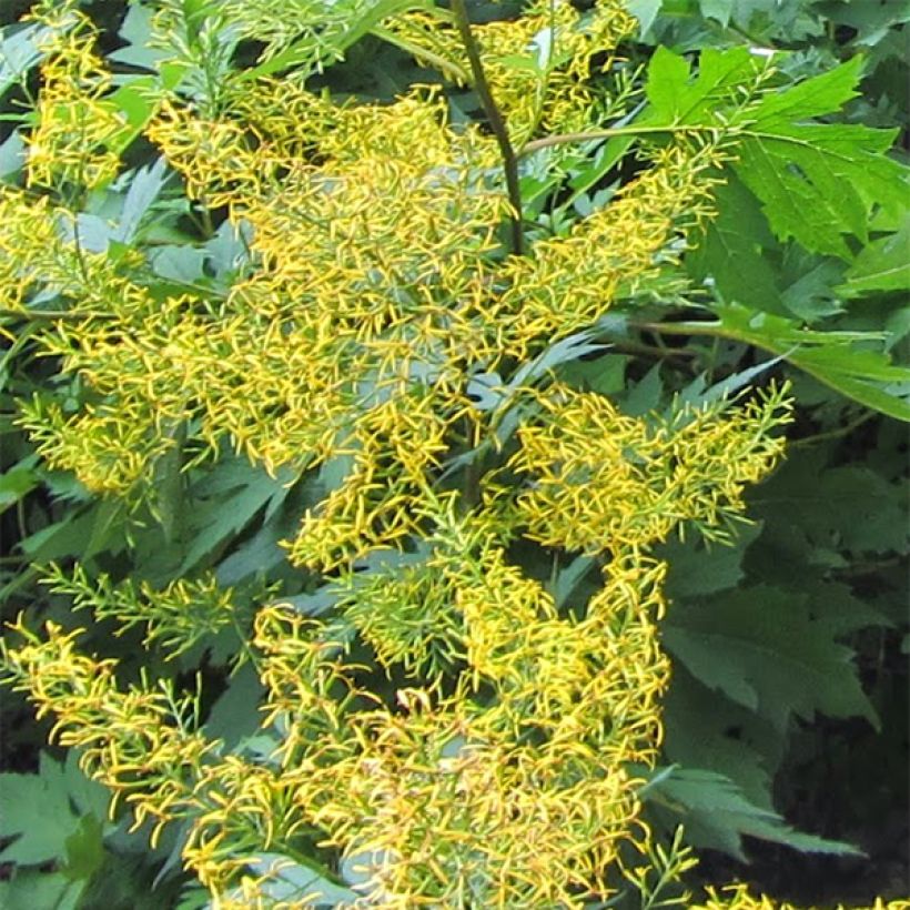 Ligulaire - Ligularia tangutica (Flowering)
