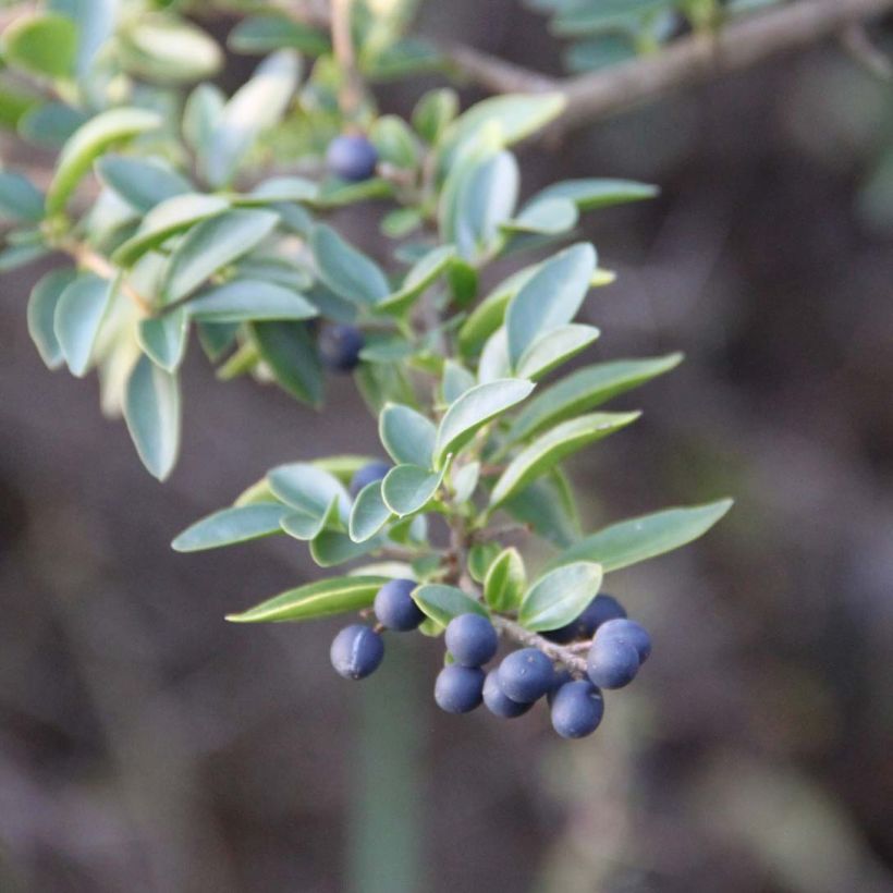 Troène - Ligustrum delavayanum (Foliage)