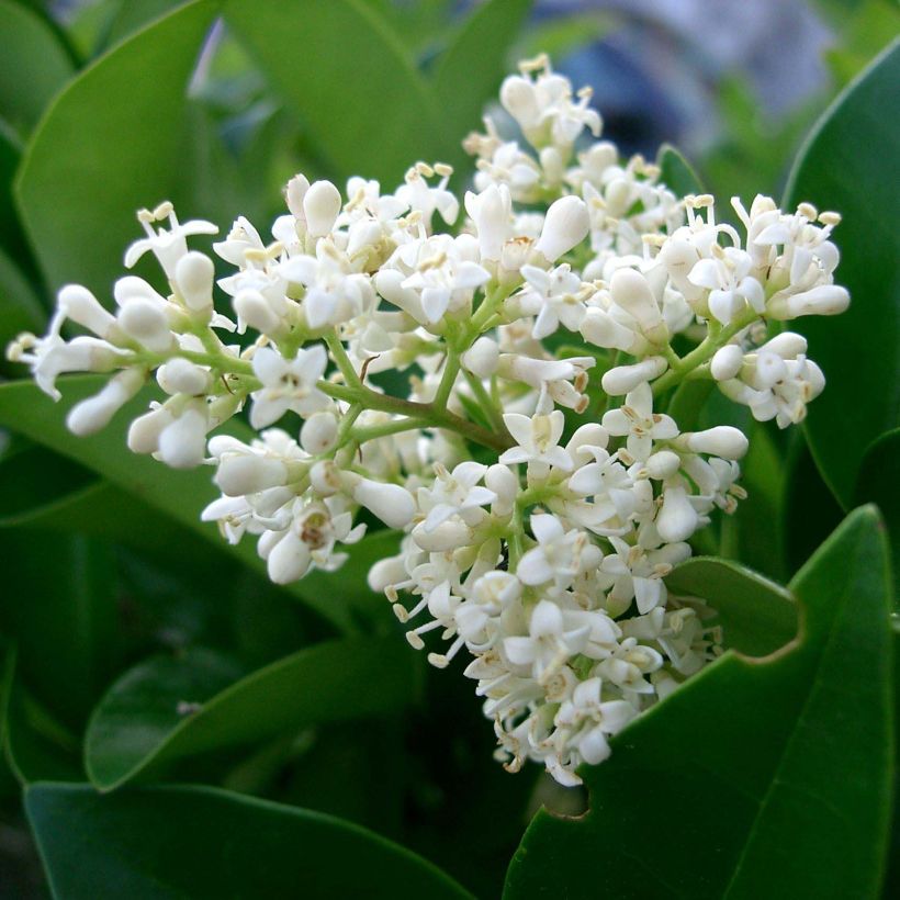 Troène du Texas - Ligustrum japonicum Texanum (Flowering)