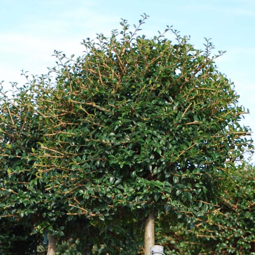 Ligustrum jonandrum (ionandrum) - Troène du Yunnan (Foliage)