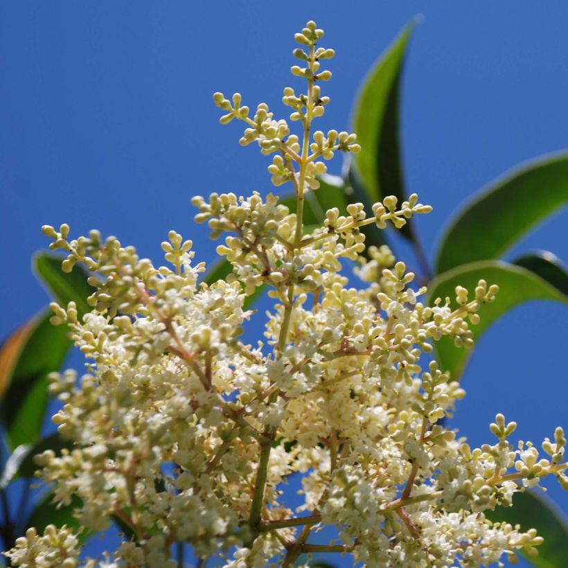 Troène de Chine - Ligustrum lucidum (Flowering)