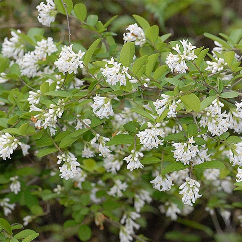 Troène - Ligustrum obtusifolium Ilvomassi  (Flowering)