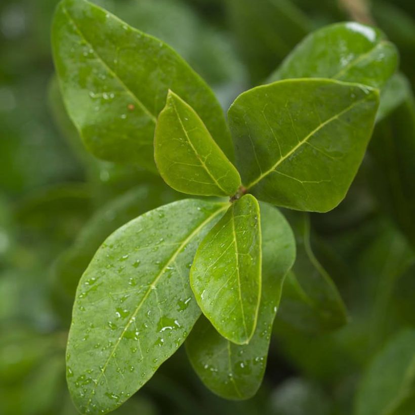 Troène de Californie - Ligustrum ovalifolium Green Diamond (Foliage)