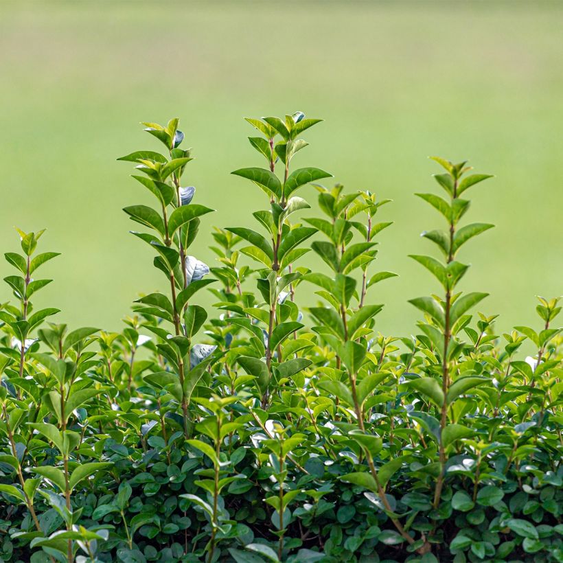Troène de Californie - Ligustrum ovalifolium Green Diamond (Plant habit)
