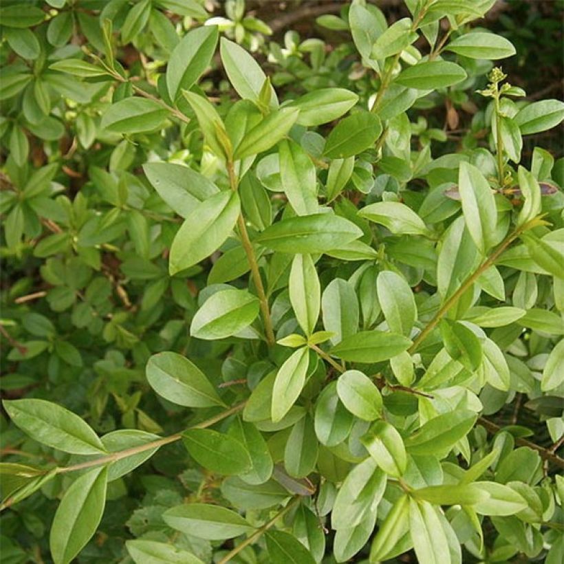 Troène commun - Ligustrum vulgare Atrovirens (Foliage)