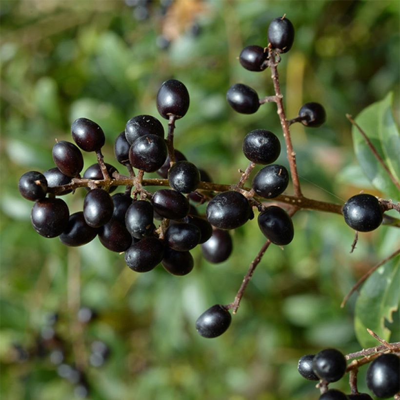 Troène commun - Ligustrum vulgare Lodense (Harvest)