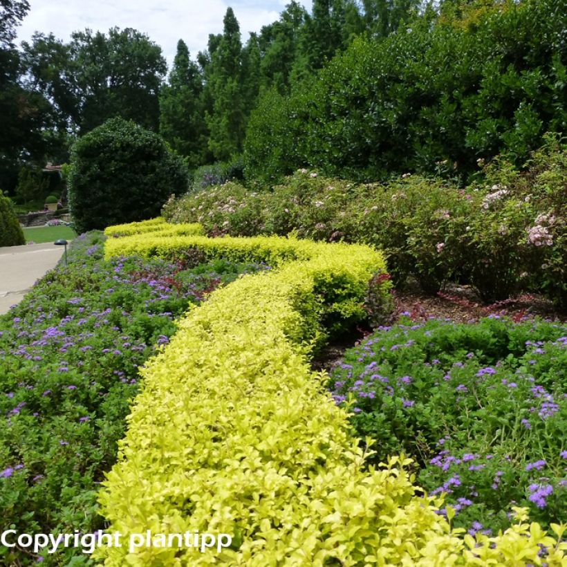 Troène de Chine - Ligustrum sinense Sunshine (Plant habit)