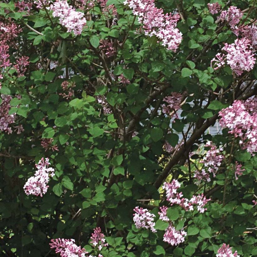 Lilas Bloomerang Pink Perfume - Syringa nain hybride remontant (Foliage)