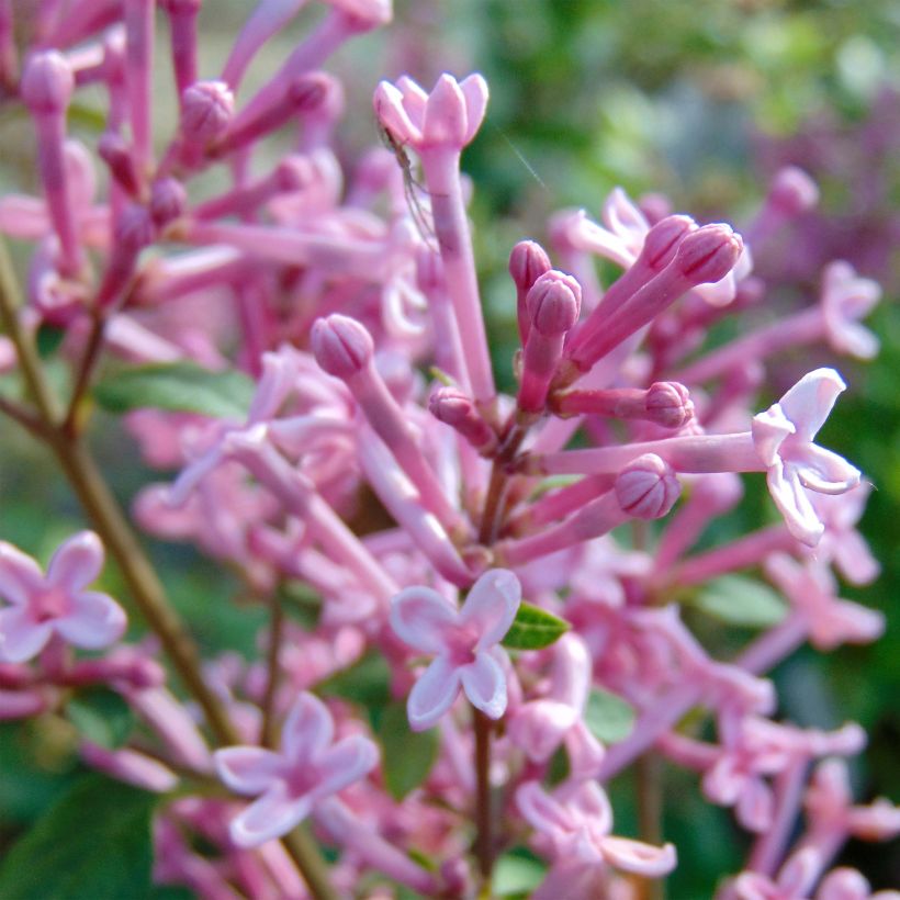 Lilas Bloomerang Pink Perfume - Syringa nain hybride remontant (Flowering)