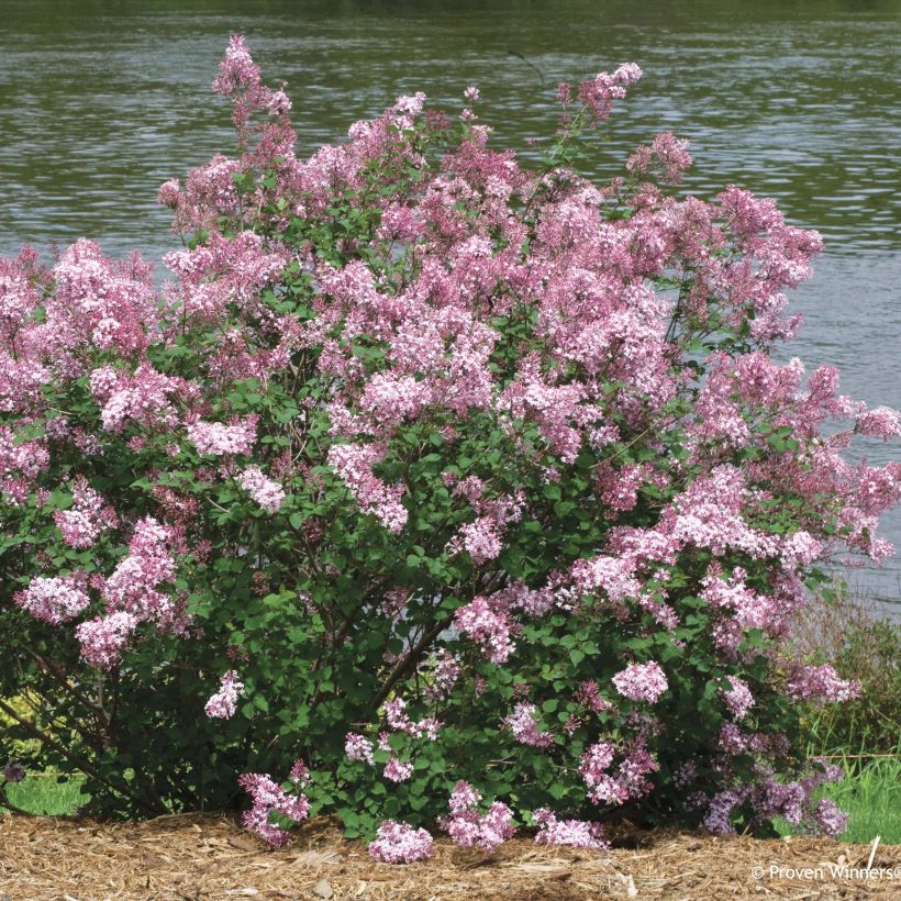 Lilas Bloomerang Pink Perfume - Syringa nain hybride remontant (Plant habit)