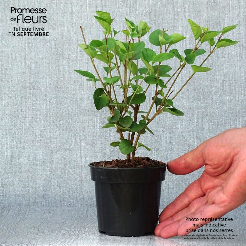 Example of Lilas - Syringa Tinkerbelle Pot de 10 cm/11cm as you get in automne