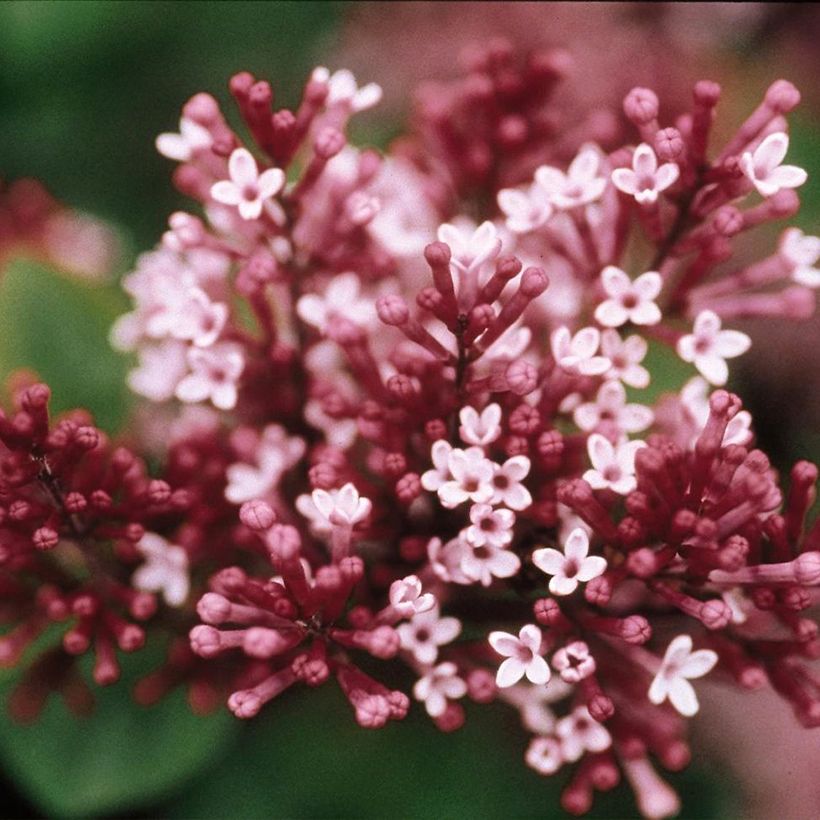 Lilas - Syringa Tinkerbelle (Flowering)