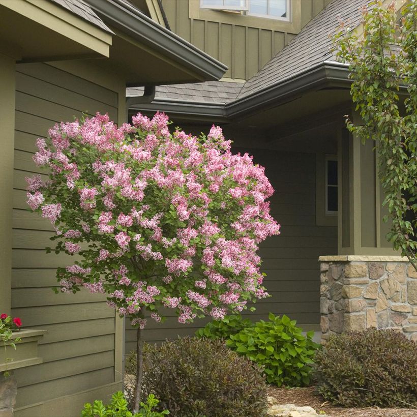 Lilas - Syringa Tinkerbelle (Plant habit)