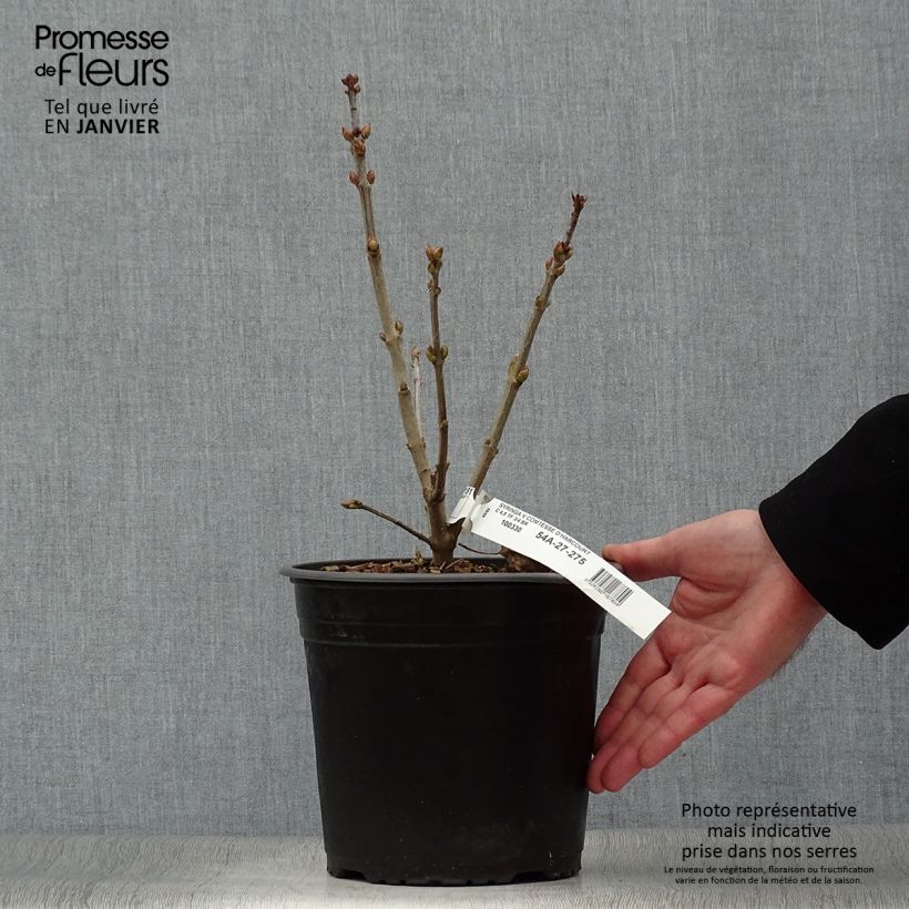 Example of Lilas commun - Syringa vulgaris Comtesse D'harcourt Pot de 4L/5L as you get in hiver
