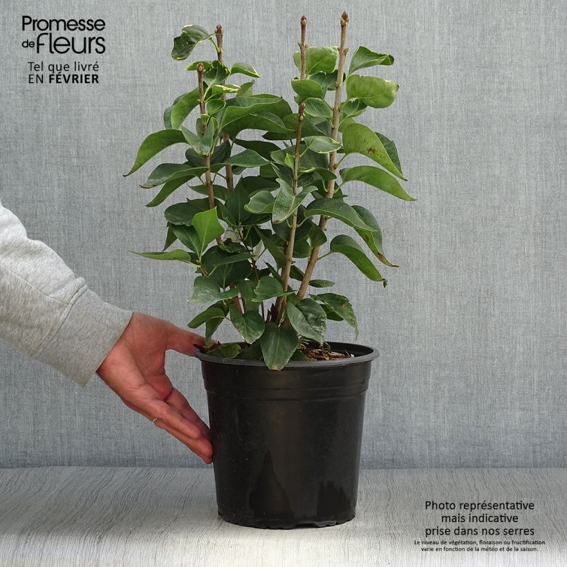 Example of Lilas commun - Syringa vulgaris Kindy Rose Pot de 4L/5L as you get in automne