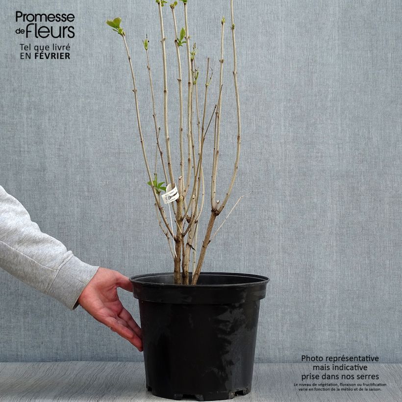 Example of Lilas commun - Syringa vulgaris Kindy Rose Pot de 7,5L/10L as you get in automne