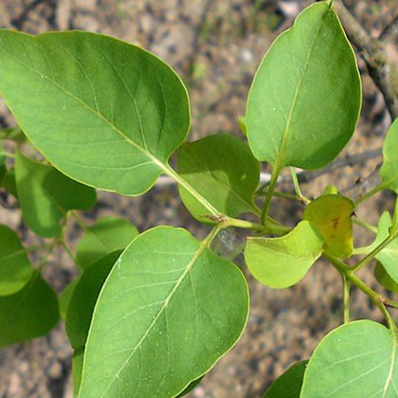 Lilas commun - Syringa vulgaris Konchalovskii (Foliage)