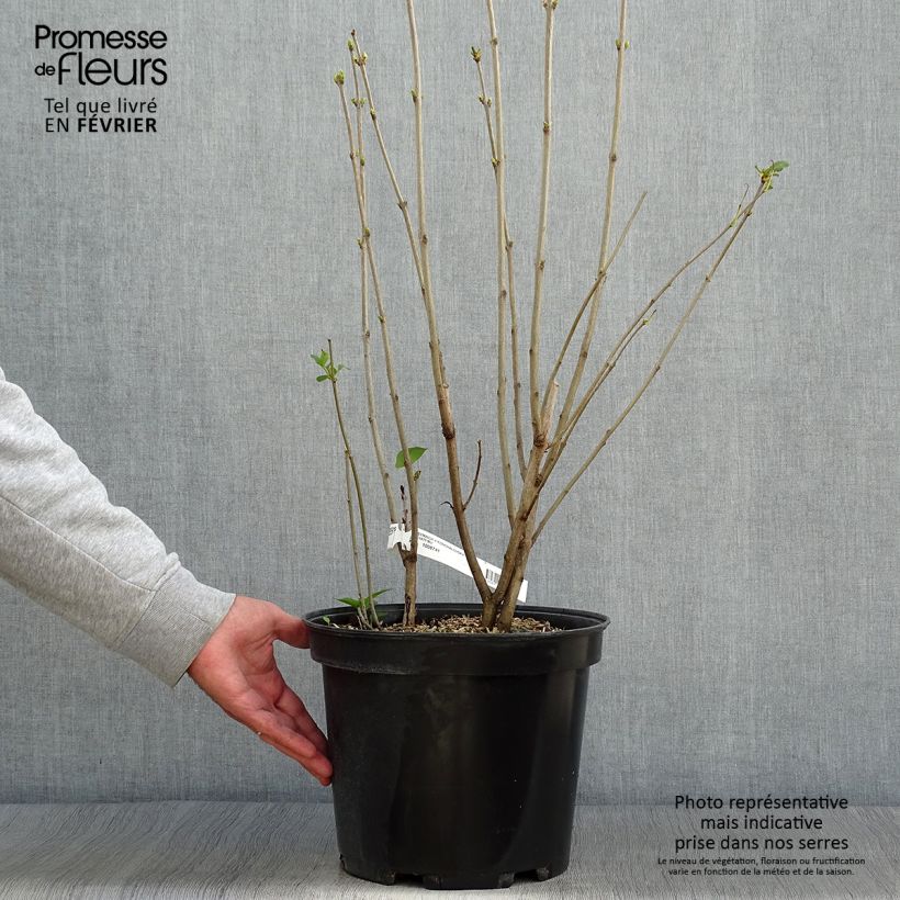 Example of Lilas commun - Syringa vulgaris Konchalovskii Pot de 7,5L/10L as you get in automne