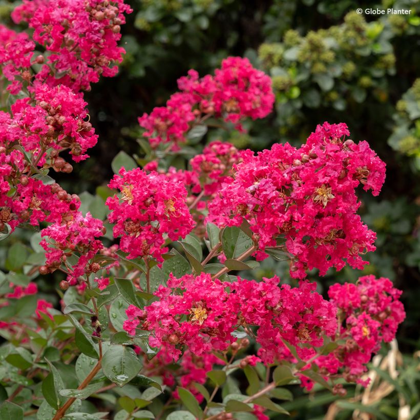 Lilas des Indes - Lagerstroemia Gourmet Red red Wine (Flowering)