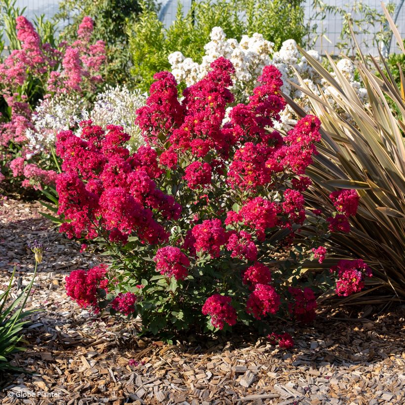 Lilas des Indes - Lagerstroemia Gourmet Red red Wine (Plant habit)
